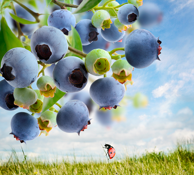 서신동 웰빙건강나라 건강원 웰빙건강나라